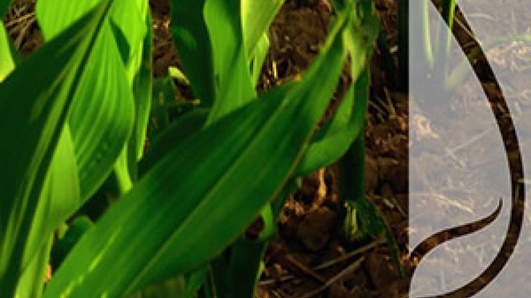 Zabiegi agrotechniczne zabezpieczające kukurydzę przed suszą