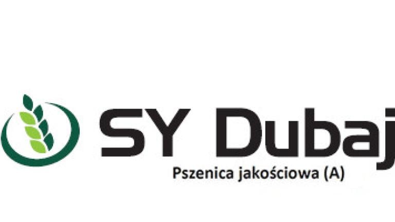 Pszenica jakościowa (A) SY Dubaj