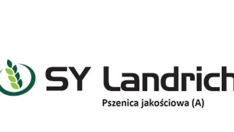 Pszenica jakościowa (A) SY Landrich