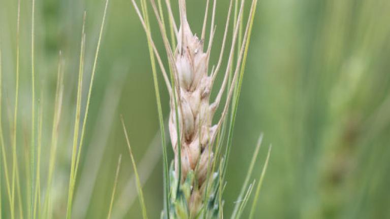 Fuzarioza kłosów - zdjęcie 1