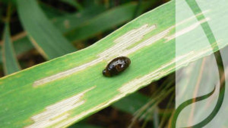 Wiosenny zabieg insektycydowy – jak sobie radzić ze szkodnikami w zbożach