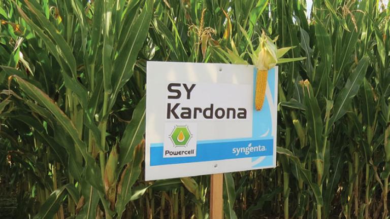 kukurydza - sy kardona - foto