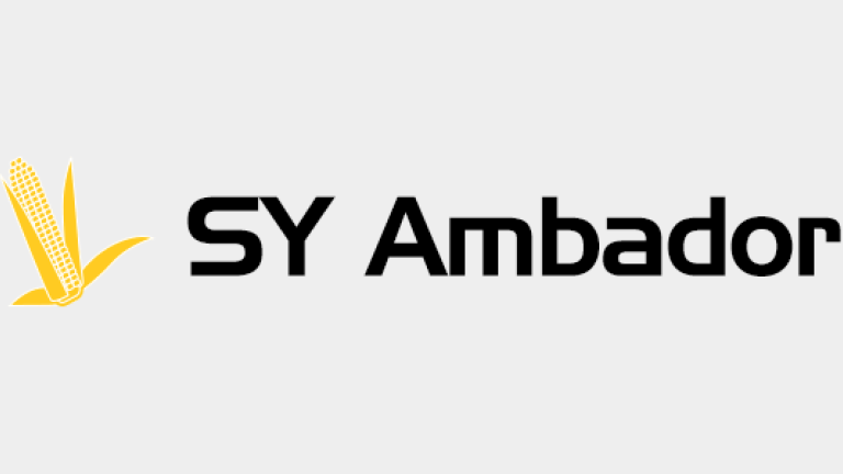 Kukurydza - SY Ambador
