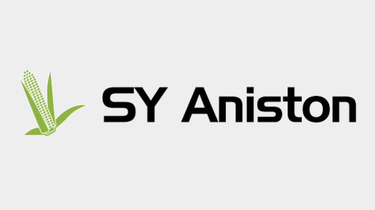Kukurydza - SY Aniston