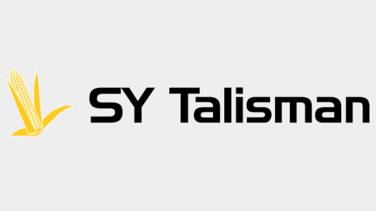 Kukurydza - SY Talisman