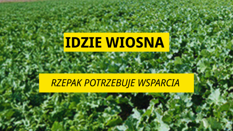 Idzie wiosna – rzepak potrzebuje wsparcia