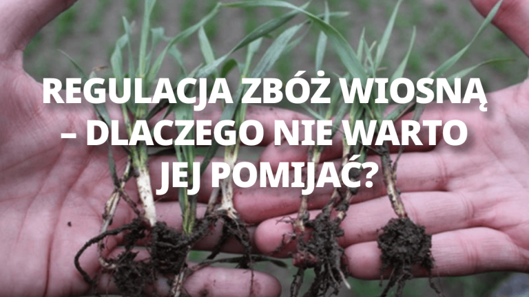 Regulacja zbóż wiosną – dlaczego nie warto jej pomijać?