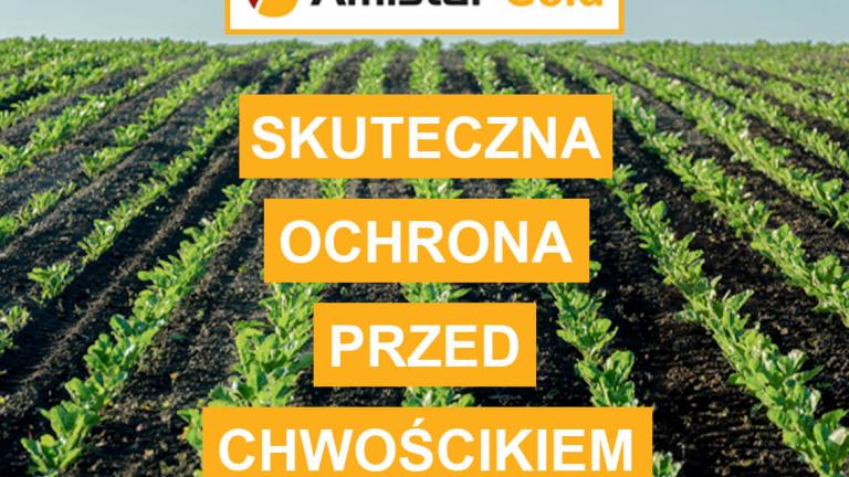 Reklama Amistar Gold: rzędy upraw i napis „Skuteczna ochrona przed chwościkiem”