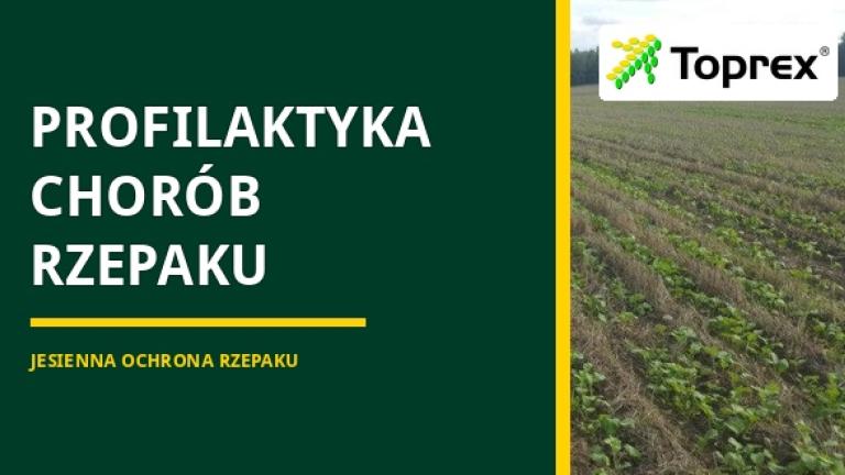 Reklama Toprex: profilaktyka chorób rzepaku, zdjęcie pola uprawnego