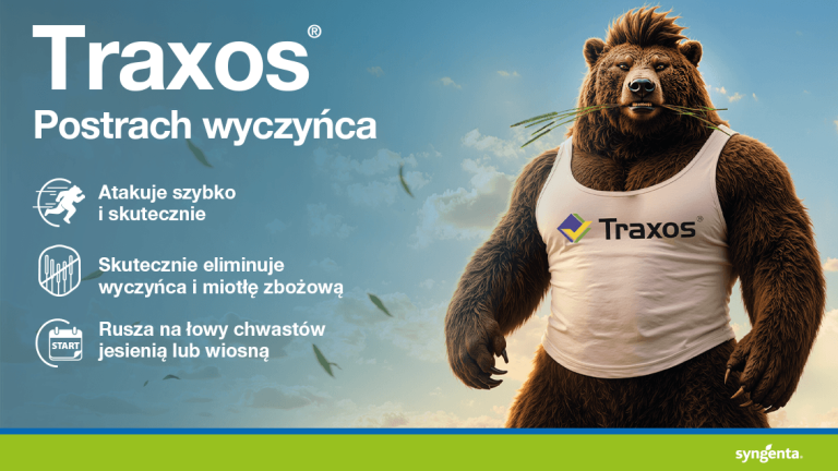 Reklama Traxos: niedźwiedź w koszulce, tekst o postrachu owcy na tle nieba