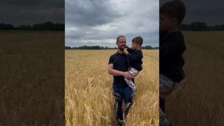 SY MALIBOO - jęczmień hybrydowy Syngenta