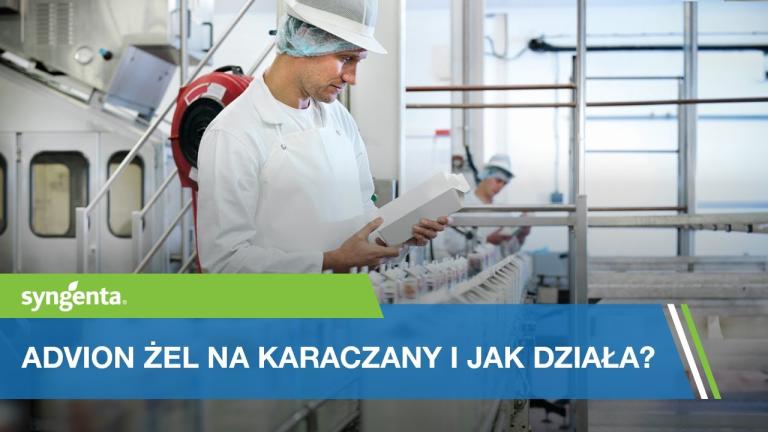 Advion żel na karaczany I jak działa?