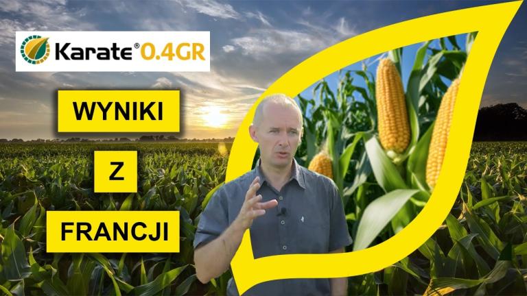 Jak zwalczają drutowce w kukurydzy we Francji?