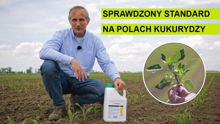 Elumis - Kompletne rozwiązanie na chwasty w kukurydzy w każdych warunkach