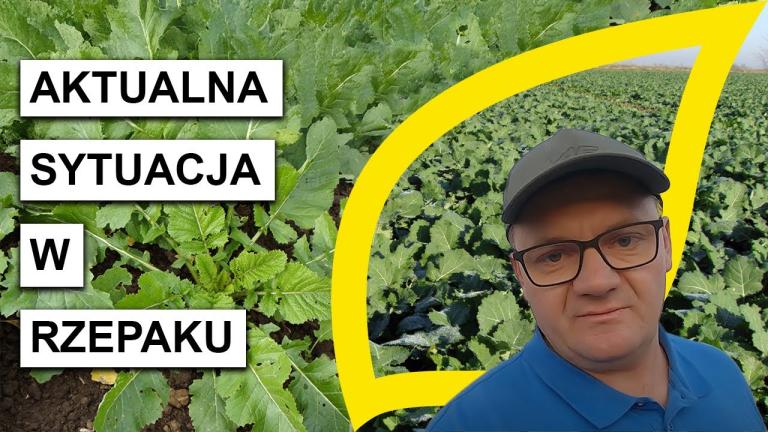 Aktualna sytuacja na plantacjach rzepaku🌿