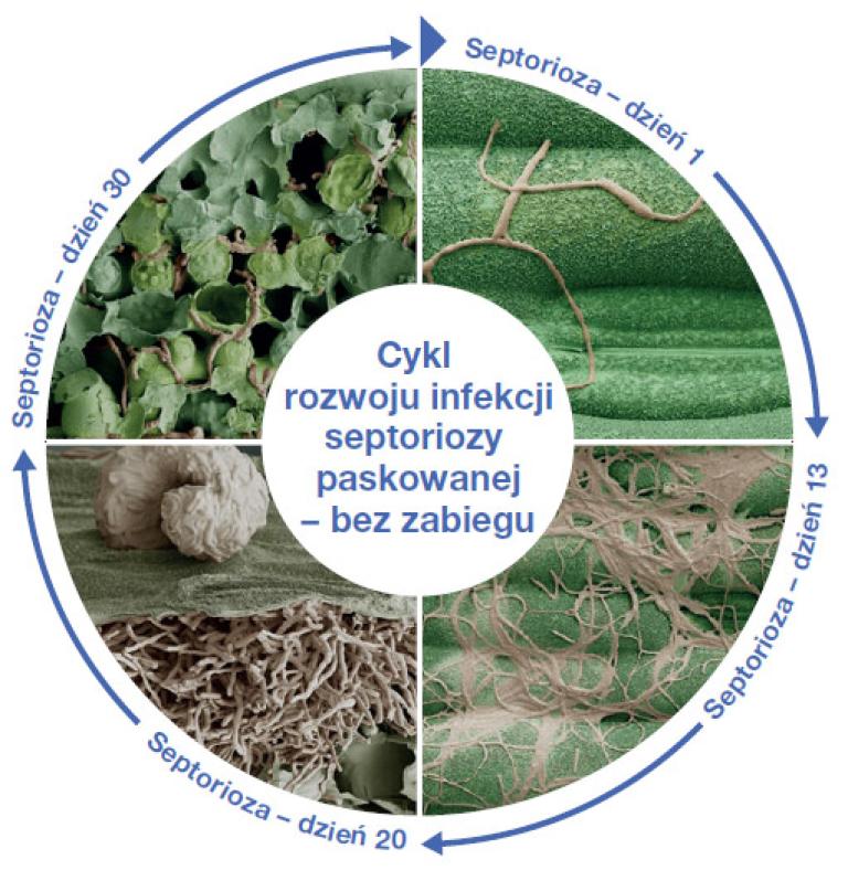 Fungicyd Elatus Era - niezwykłe zdjęcia mikroskopowe
