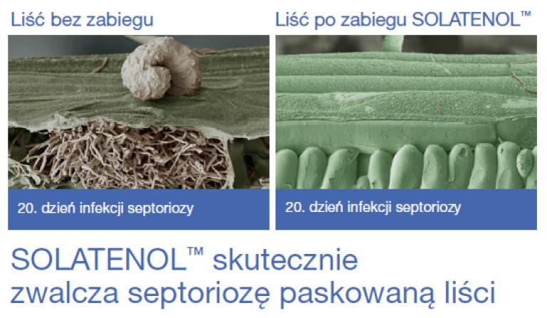 Fungicyd Elatus Era - SOLATENOL skutecznie zwalcza septoriozę paskowaną liści