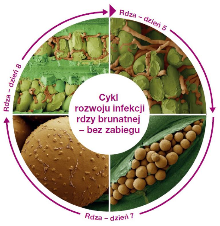 Fungicyd Elatus Era - niezwykłe zdjęcia mikroskopowe