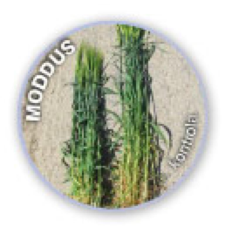 Regulator wzrostu Moddus - kontrola