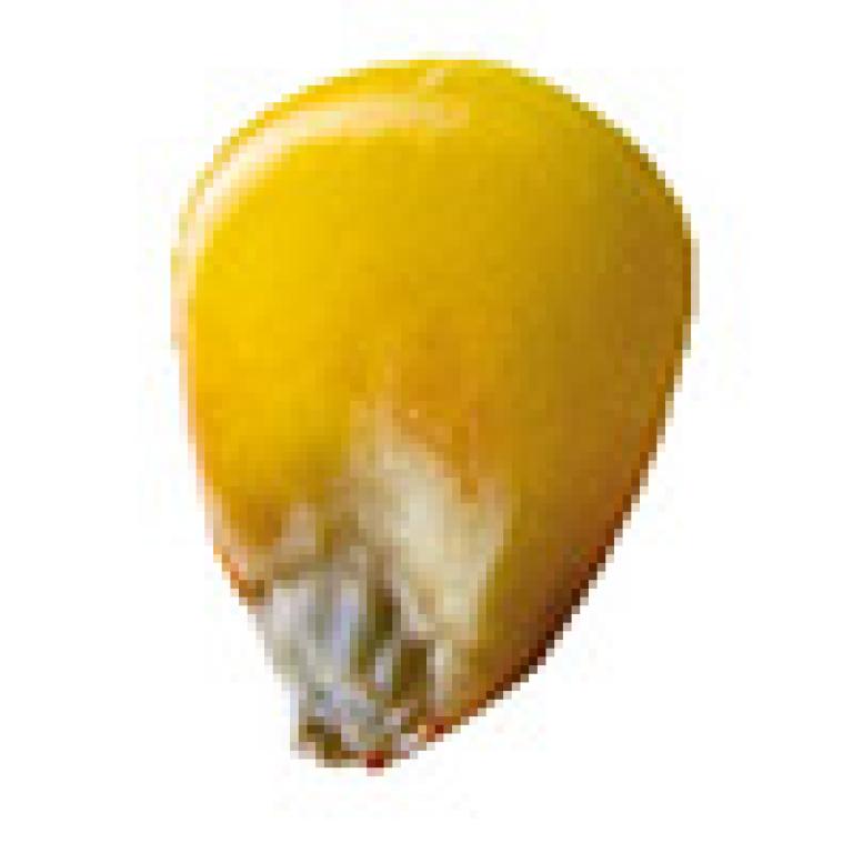 Ziarno typu flint/dent