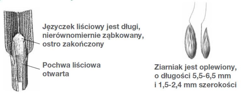 Stop odporności - wyczyniec polny (Alopecurus myosuroides)