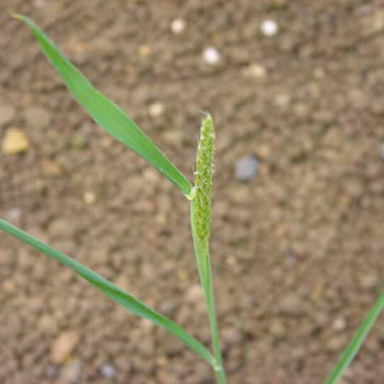 Wyczyniec polny (Alopecurus myosuroides)
