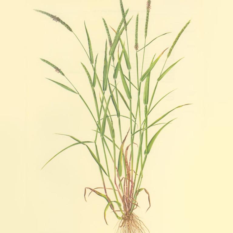 Alopecurus myosuroides (Wyczyniec polny)
