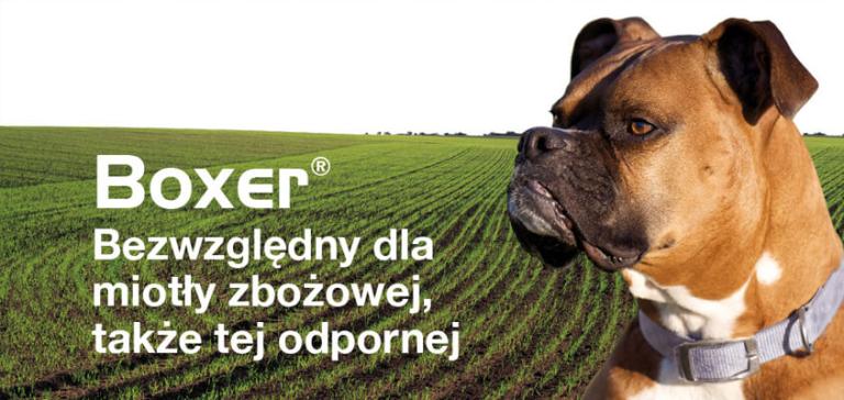 Boxer