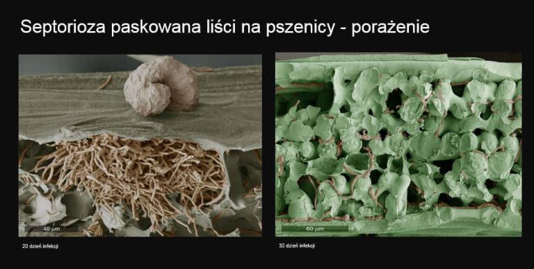 Fungicyd Elatus Era - septorioza paskowana liści na pszenicy - porażenie