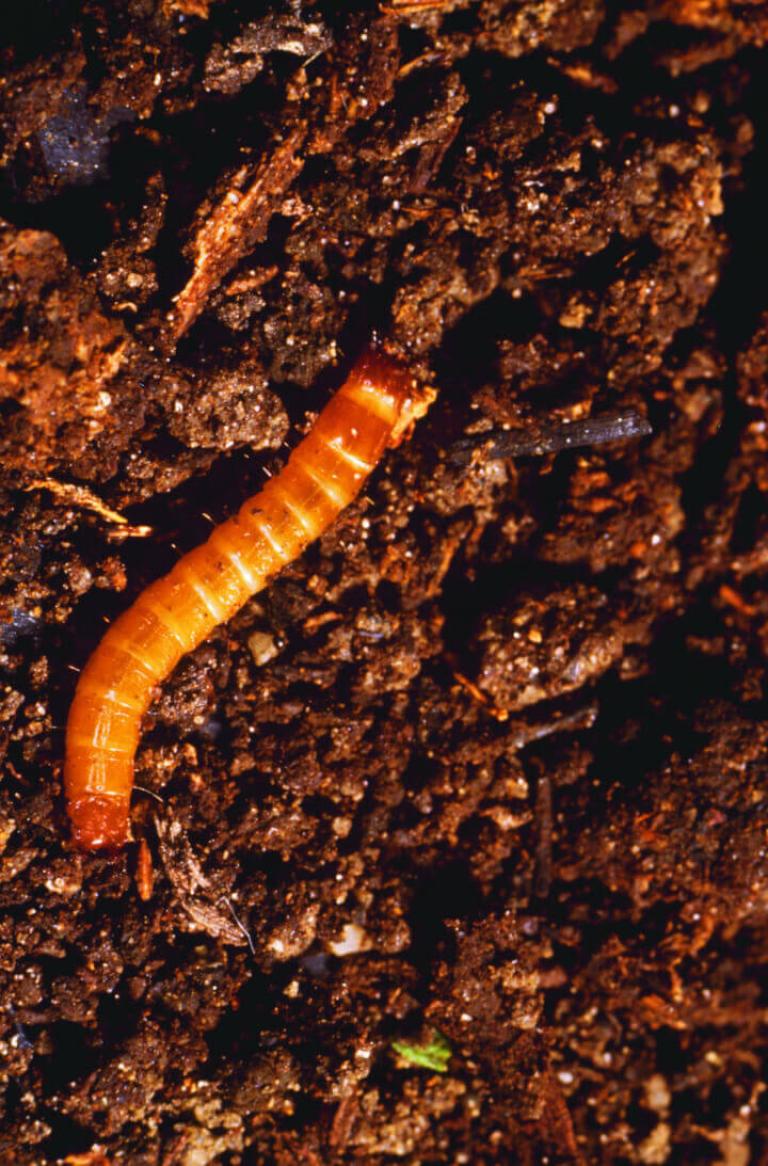 Zaprawa nasienna Force - drutowiec