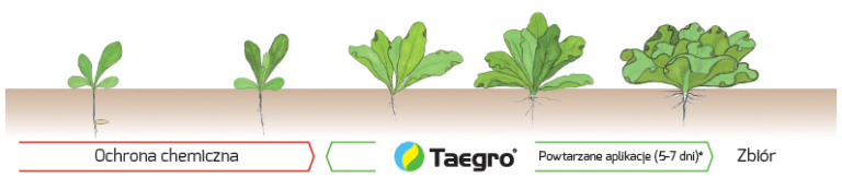 Taegro - rekomendacja stosowania w uprawach warzyw