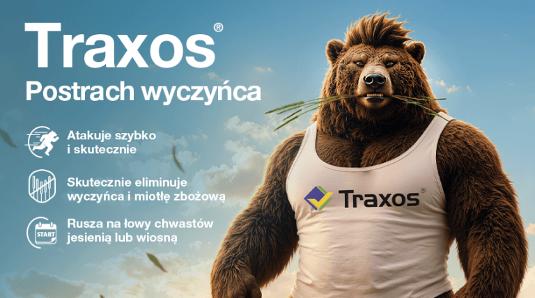 Grafika reklamowa Traxos: niedźwiedź w koszulce, hasło „Postrach wąszyńca”