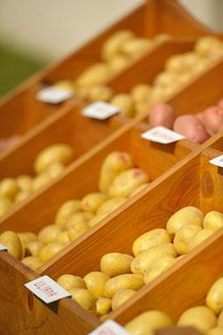 Ziemniak w roli głównej - spotkanie profesjonalnych producentów ziemniaka w Boninie