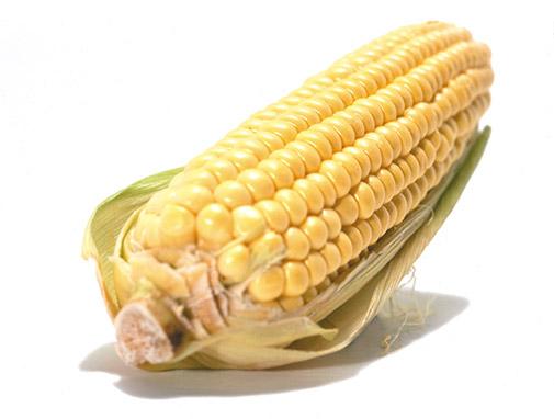 Uwaga producenci! Grzyby z rodzaju Fusarium atakują kukurydzę.