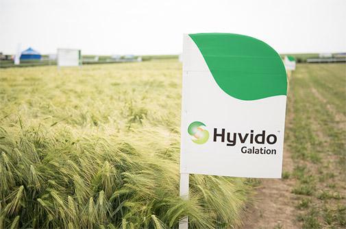 Plonowanie jęczmienia hybrydowego w 2015 roku - Hyvido Galation