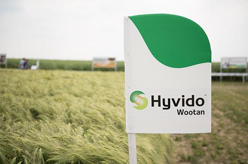 Plonowanie jęczmienia hybrydowego w 2015 roku - Hyvido Wootan