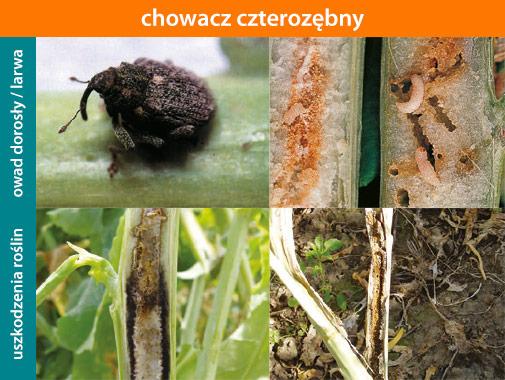 „Chowacze w rzepaku – szkodliwość i zwalczanie”