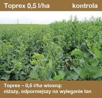 Jak regulować rzepak tej wiosny - Toprex