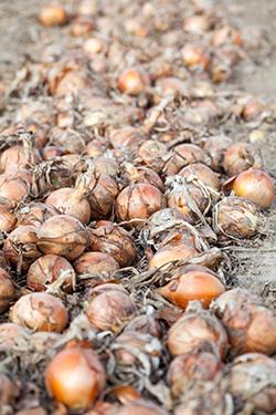 Imponująca kolekcja odmian na spotkaniach warzywnych Syngenta