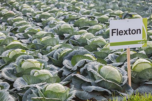Imponująca kolekcja odmian na spotkaniach warzywnych Syngenta