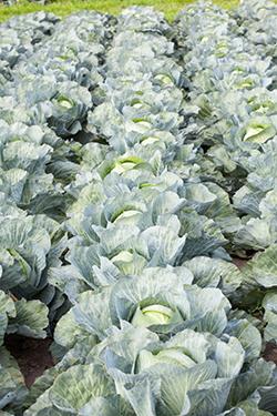 Imponująca kolekcja odmian na spotkaniach warzywnych Syngenta