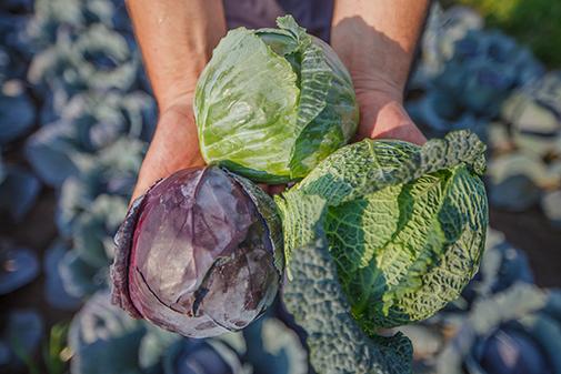 Imponująca kolekcja odmian na spotkaniach warzywnych Syngenta