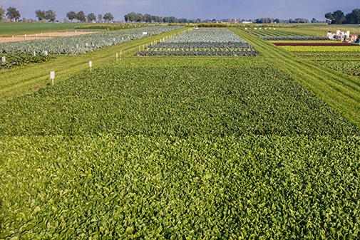 Imponująca kolekcja odmian na spotkaniach warzywnych Syngenta