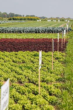 Imponująca kolekcja odmian na spotkaniach warzywnych Syngenta