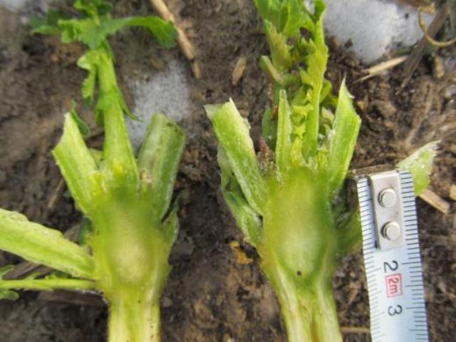 Zobacz prognozy ekspertów Syngenta.