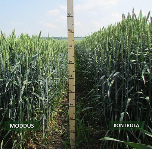 Znaczenie regulatora zbóż w prowadzeniu plantacji