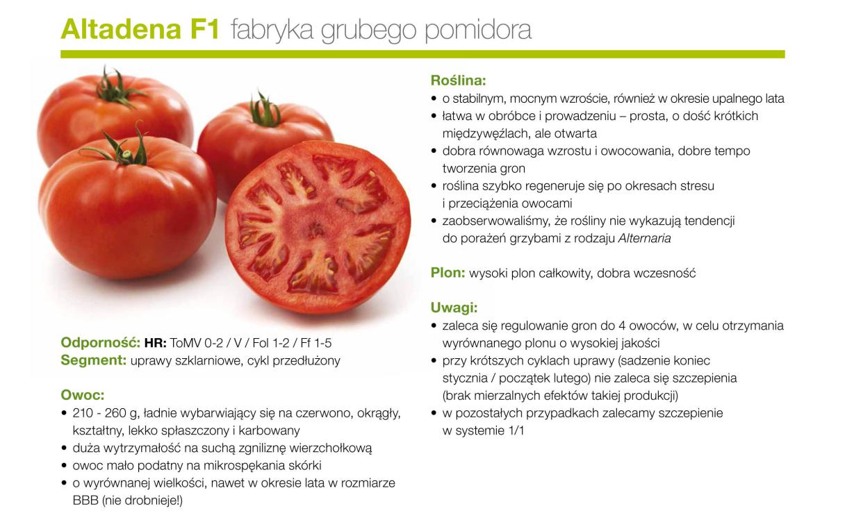 Altadena F1 - fabryka grubego pomidora