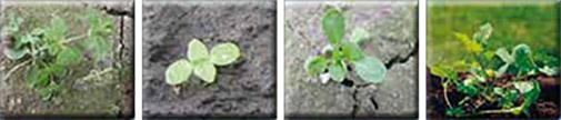 Colzor Trio ® 405 EC - Ochrona przed chwastami