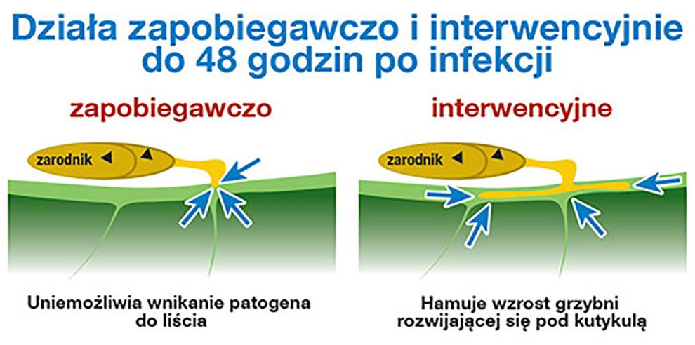 Fungicyd Chorus 50 WG - działanie
