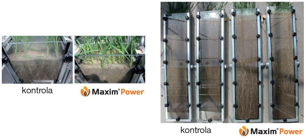 Zaprawa nasienna Maxim Power - doświadczenie w rizotronach UTP Bydgoszcz